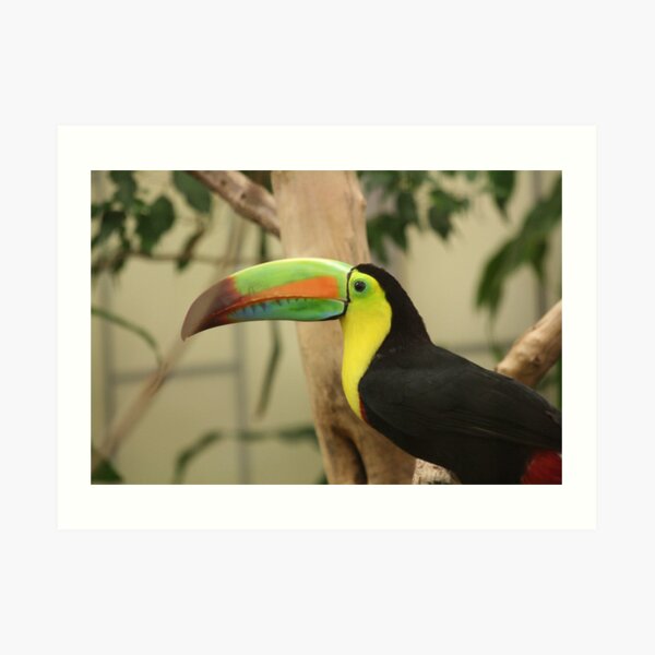 Colorful Bird Art Print