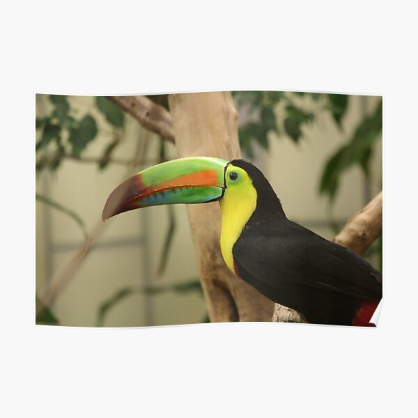 Colorful Bird Poster