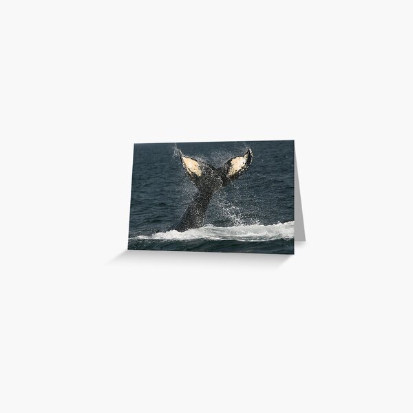 Whale's Tail Greeting Card