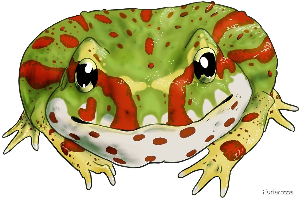 "Pacman frog (Ceratophrys cranwelli)" by Furiarossa Redbubble