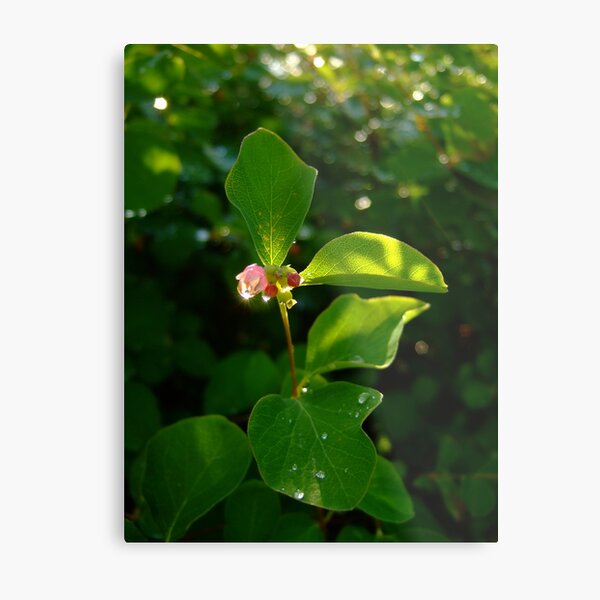Shiny water diamonds Metal Print