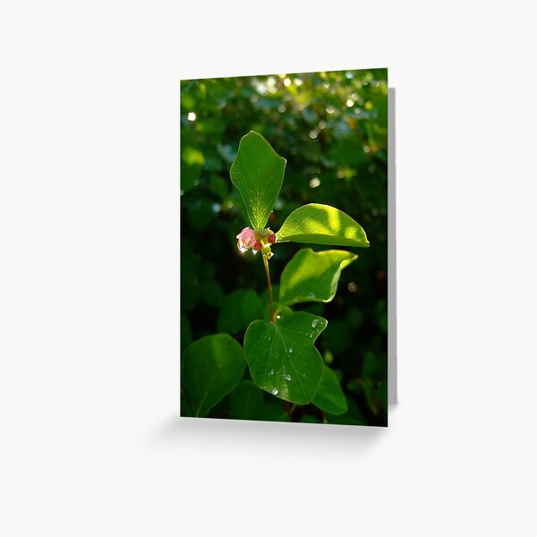 Shiny water diamonds Greeting Card