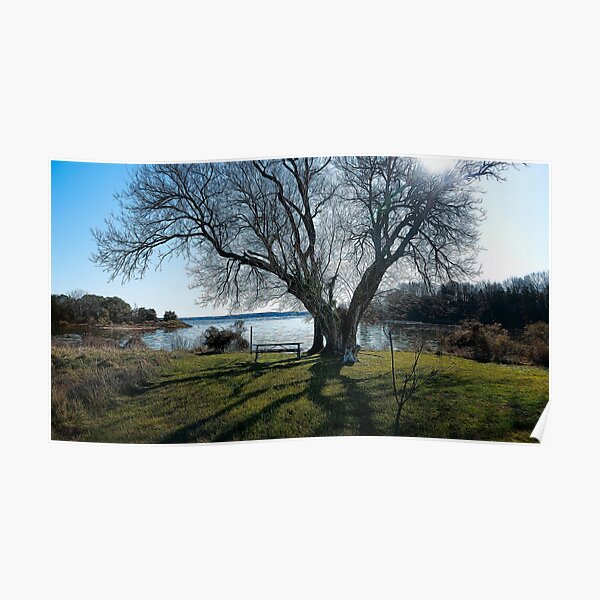 Tree by the Bench Poster