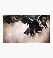 "Alight - The Wedge-tailed Eagle" Photographic Print