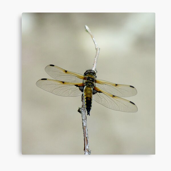 Dragonfly III Metal Print
