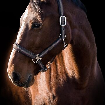 Aperçu de l'œuvre La photographie de portrait de cheval brun de cwhatisee