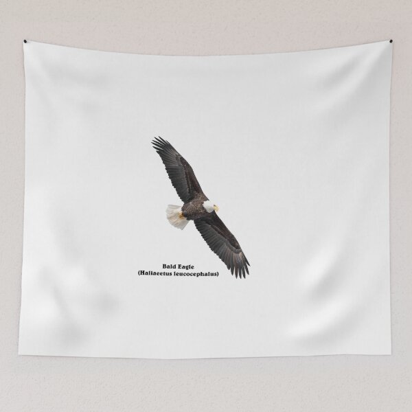 Item preview, Isolated Bald Eagle 2019-11 designed and sold by Thomasyoung.