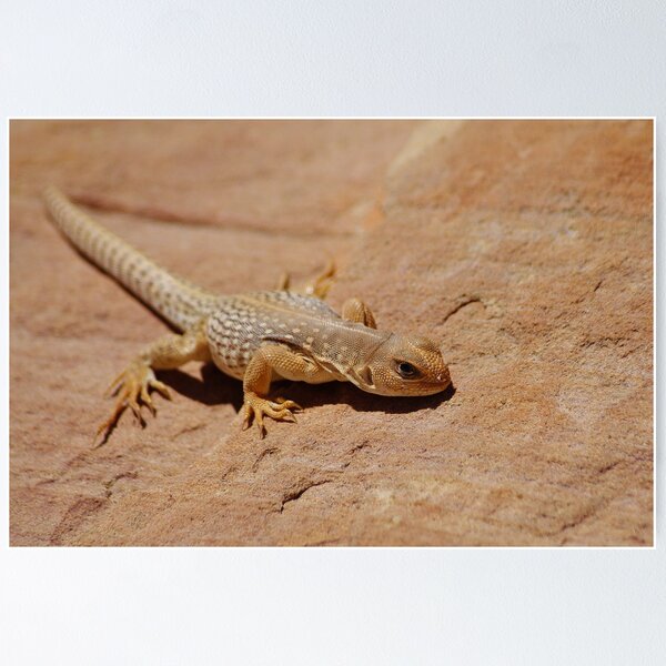 Item preview, Lizard designed and sold by Sanne Hoekstra.