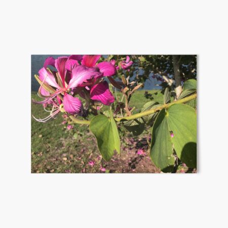 Spring Blooms Art Board Print