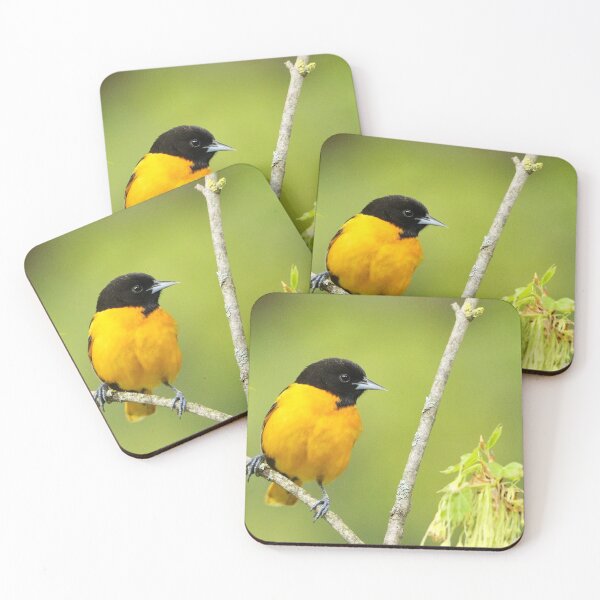 Artikelvorschau, Baltimore Oriole entworfen und verkauft von BRENDA DOHERTY.