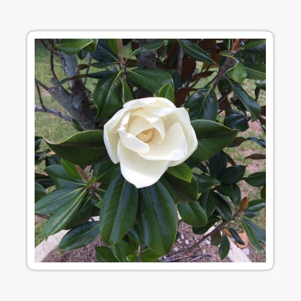 Spring Sticker