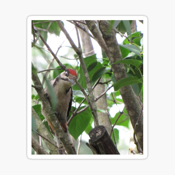 Woodpecker Sticker