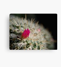 Pink flowering cactus Canvas Print