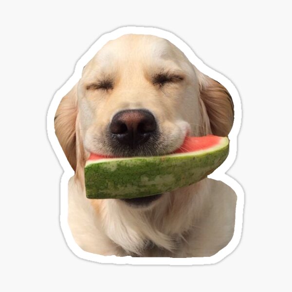 "dog melon" Sticker by lottielikesart Redbubble