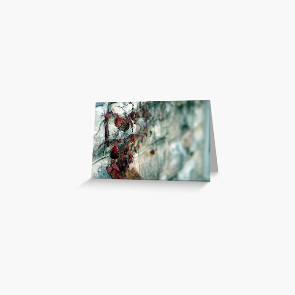 Wall with Leaves Greeting Card