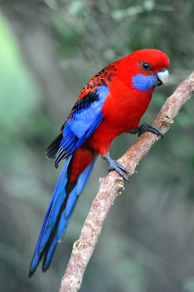 "Crimson Rosella. Brisbane, Queensland, Australia. (4)" by Ralph de Zilva Redbubble