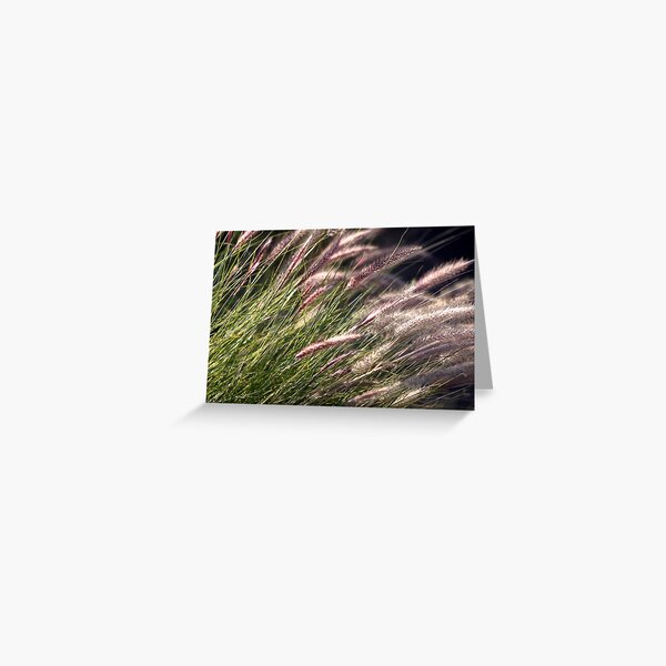 Lavender Greeting Card