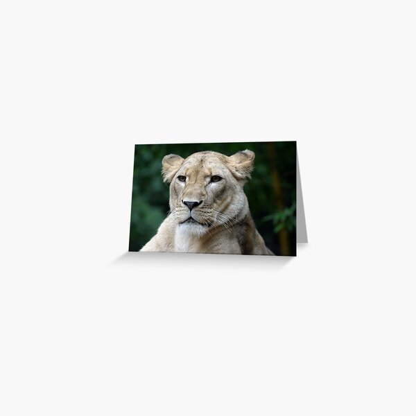 Lion Greeting Card