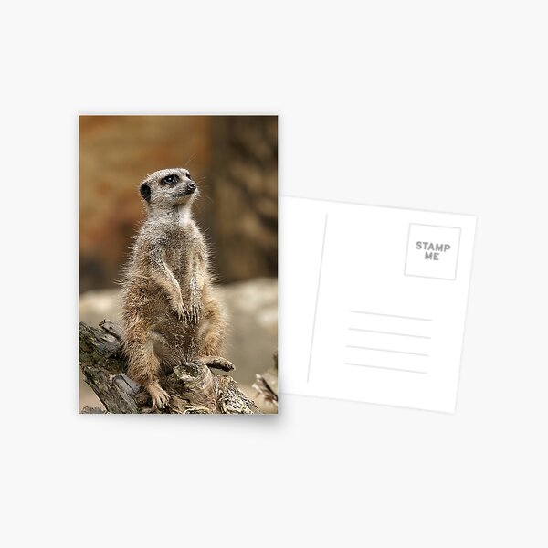 Meerkat Postcard