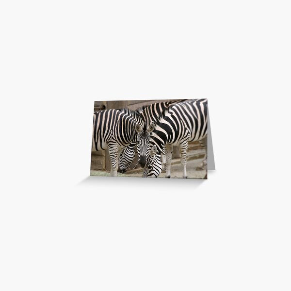 Zebras Greeting Card