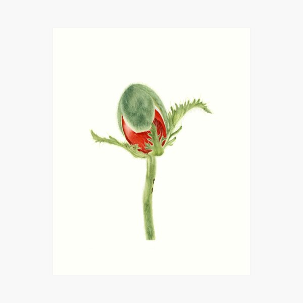 Papaver orientale I Art Print