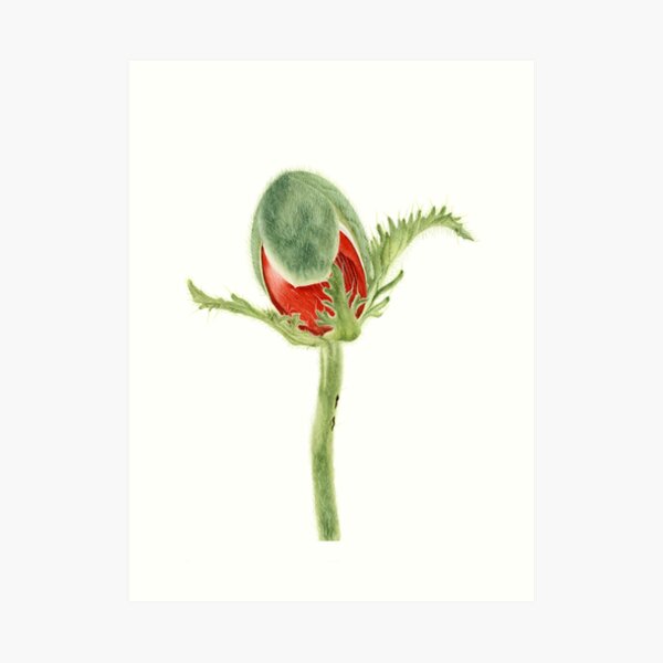 Papaver orientale I Art Print