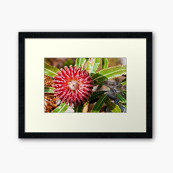 Item preview, 110619 Lesueur National Park Banksia Menziesii designed and sold by Jaxybelle.