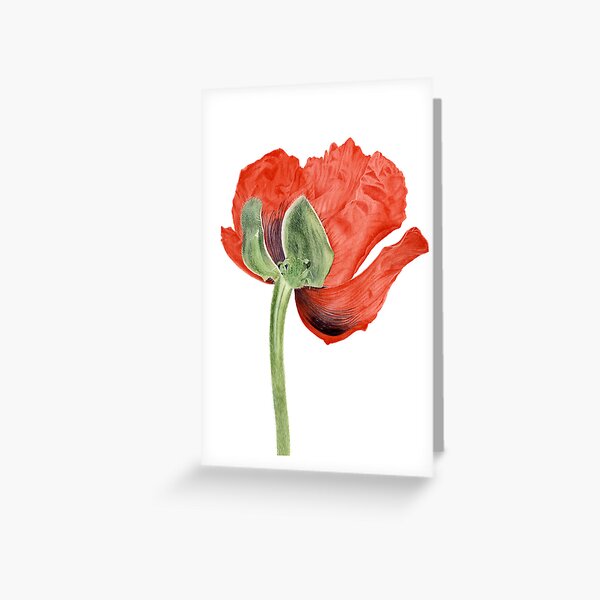 Papaver orientale II Greeting Card