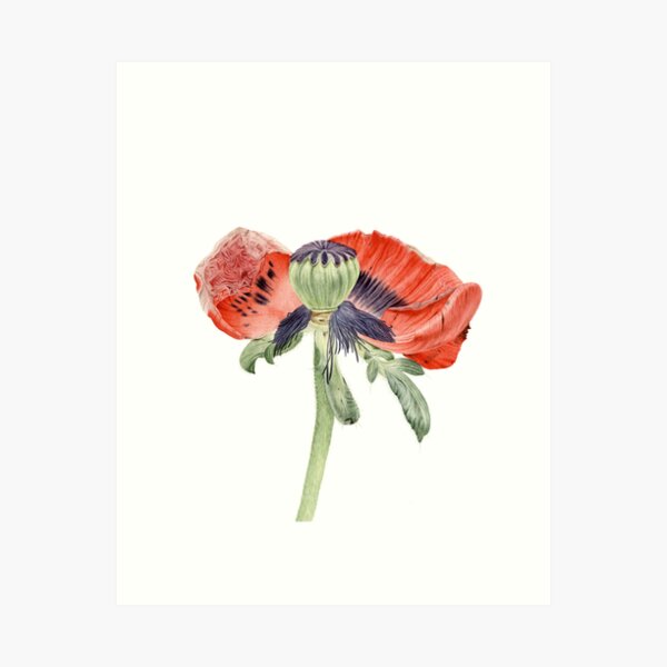 Papaver orientale IV Art Print