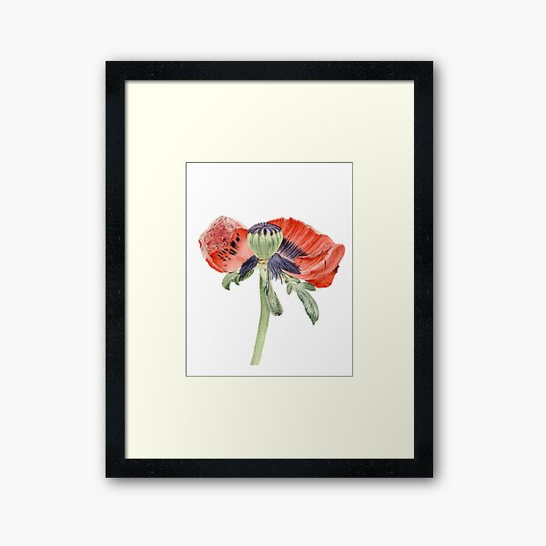 Papaver orientale IV Framed Art Print