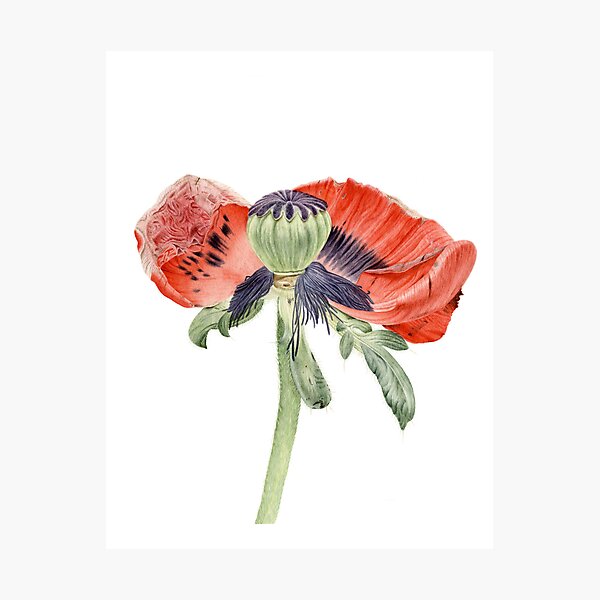 Papaver orientale IV Photographic Print