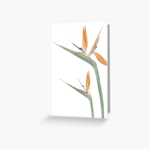 Strelitzia reginae Greeting Card