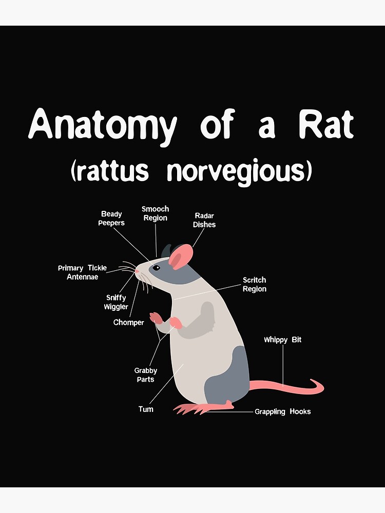 Anatomy of Pet Rat print - Funny Rat Rodent Pet product Anatomy of Pet Rat print - Funny Rat Rodent Pet product