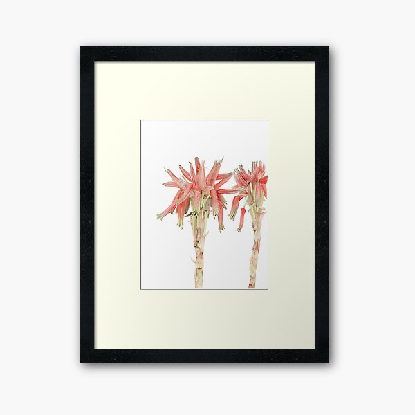 Aloe sp. - the nameless Aloe Framed Art Print
