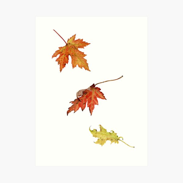 autumn maple leaves Art Print