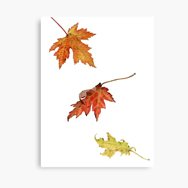 autumn maple leaves Canvas Print