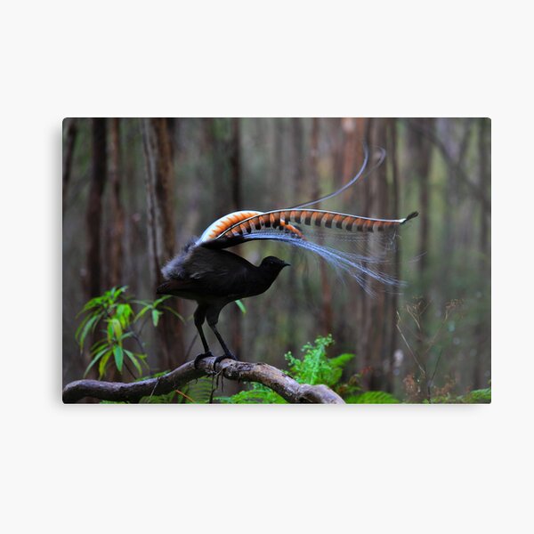 Superb Lyrebird Metal Print