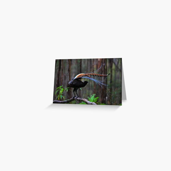Item preview, Superb Lyrebird designed and sold by Donovan Wilson.