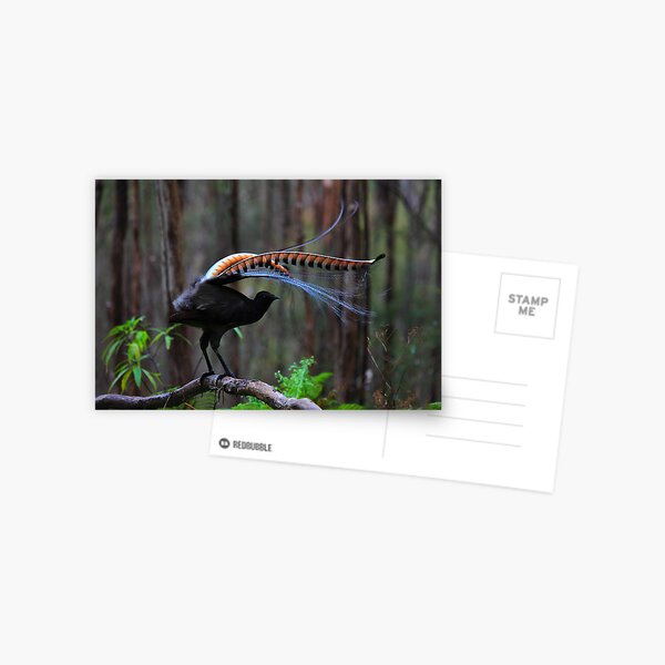 Superb Lyrebird Postcard