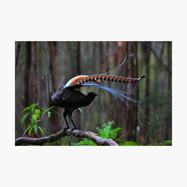 Superb Lyrebird Photographic Print