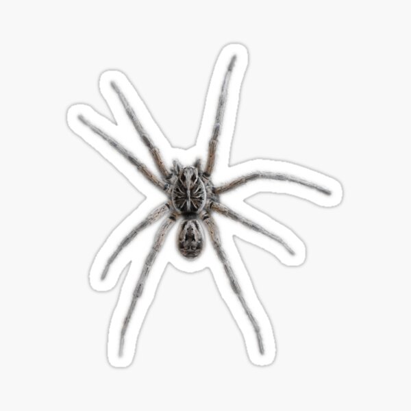 Australian Garden Wolf Spider Sticker