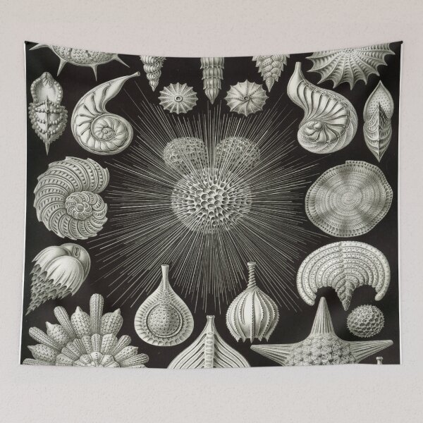 Artikelvorschau, Haeckel Thalamphora Malerei entworfen und verkauft von CCdesigners.