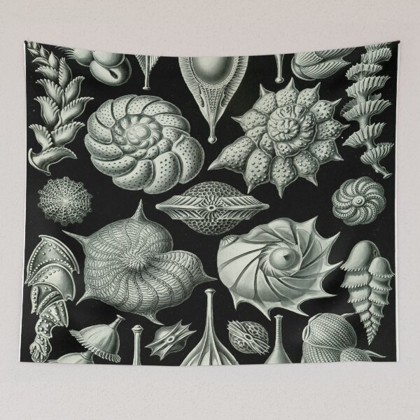 Item preview, Haeckel Thalamophora 81 Artwork designed and sold by CCdesigners.