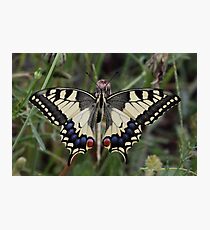 Continental Swallowtail Photographic Print