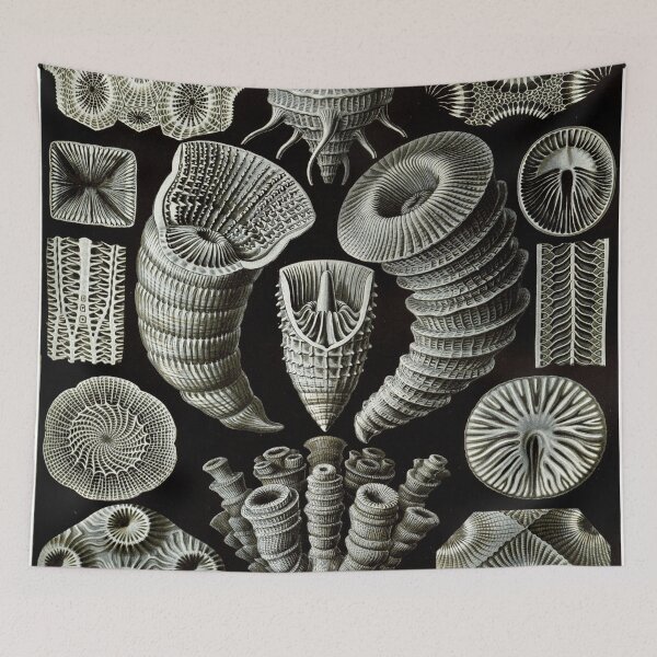 Artikelvorschau, Haeckel Tetracoralla Artwork entworfen und verkauft von CCdesigners.