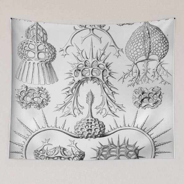 Artikelvorschau, Haeckel Spyroidea Zeichnung entworfen und verkauft von CCdesigners.