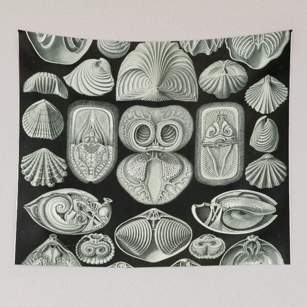 Artikelvorschau, Haeckel Spirobranchia Zeichnung entworfen und verkauft von CCdesigners.