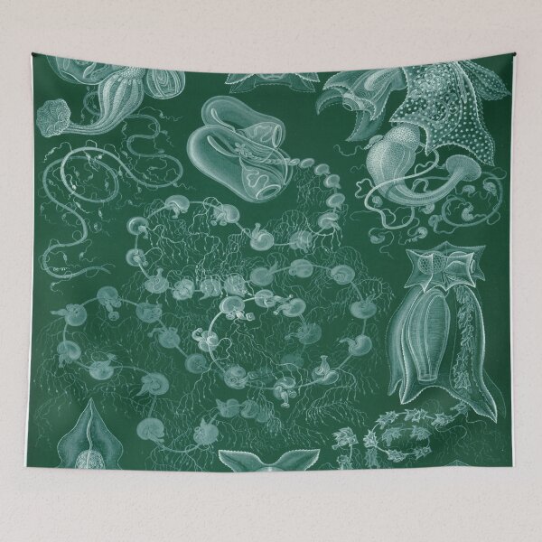 Item preview, Haeckel Siphonophorae 77 Drawing designed and sold by CCdesigners.
