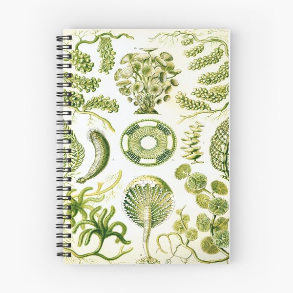 Artikelvorschau, Haeckel Siphoneae Zeichnung entworfen und verkauft von CCdesigners.