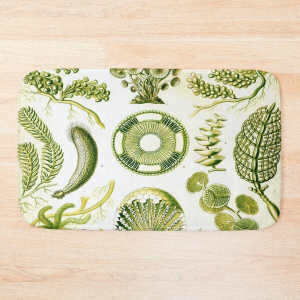 Item preview, Haeckel Siphoneae Drawing designed and sold by CCdesigners.